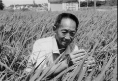 深切緬懷“雜交水稻之父”袁隆平老先生