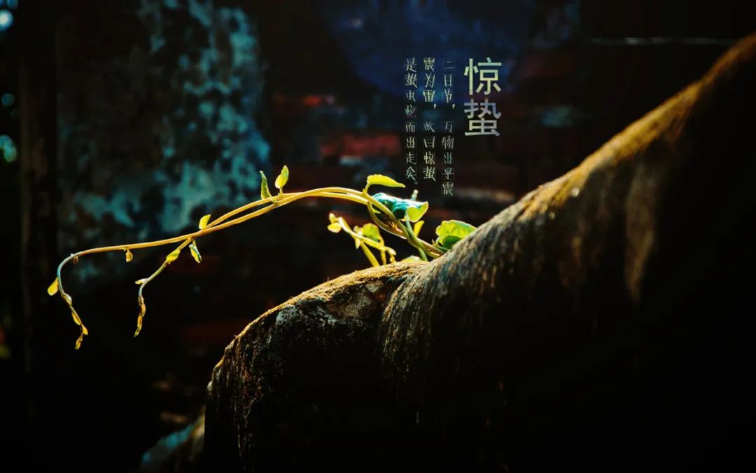 二十四節(jié)氣·驚蟄：順時而動 應(yīng)勢而為